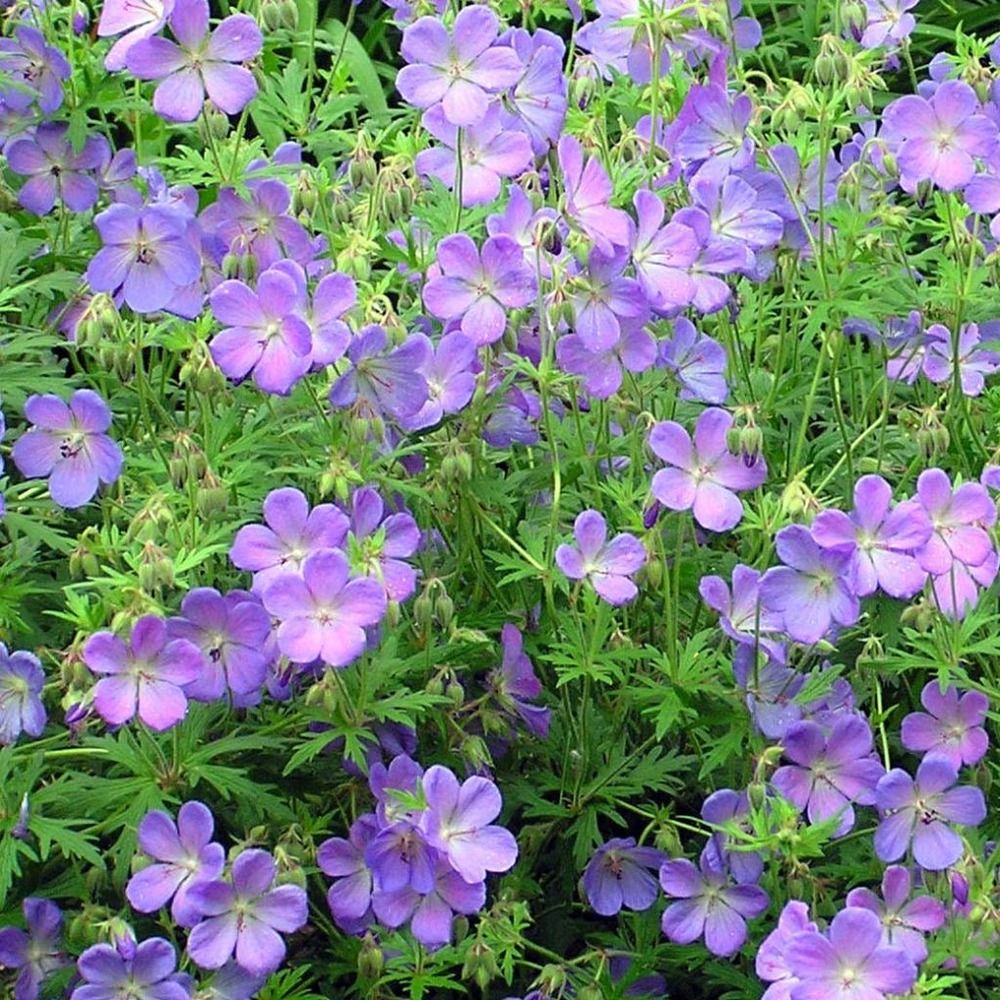 Géranium vivace 'johnson's blue' godet de 8/9 cm