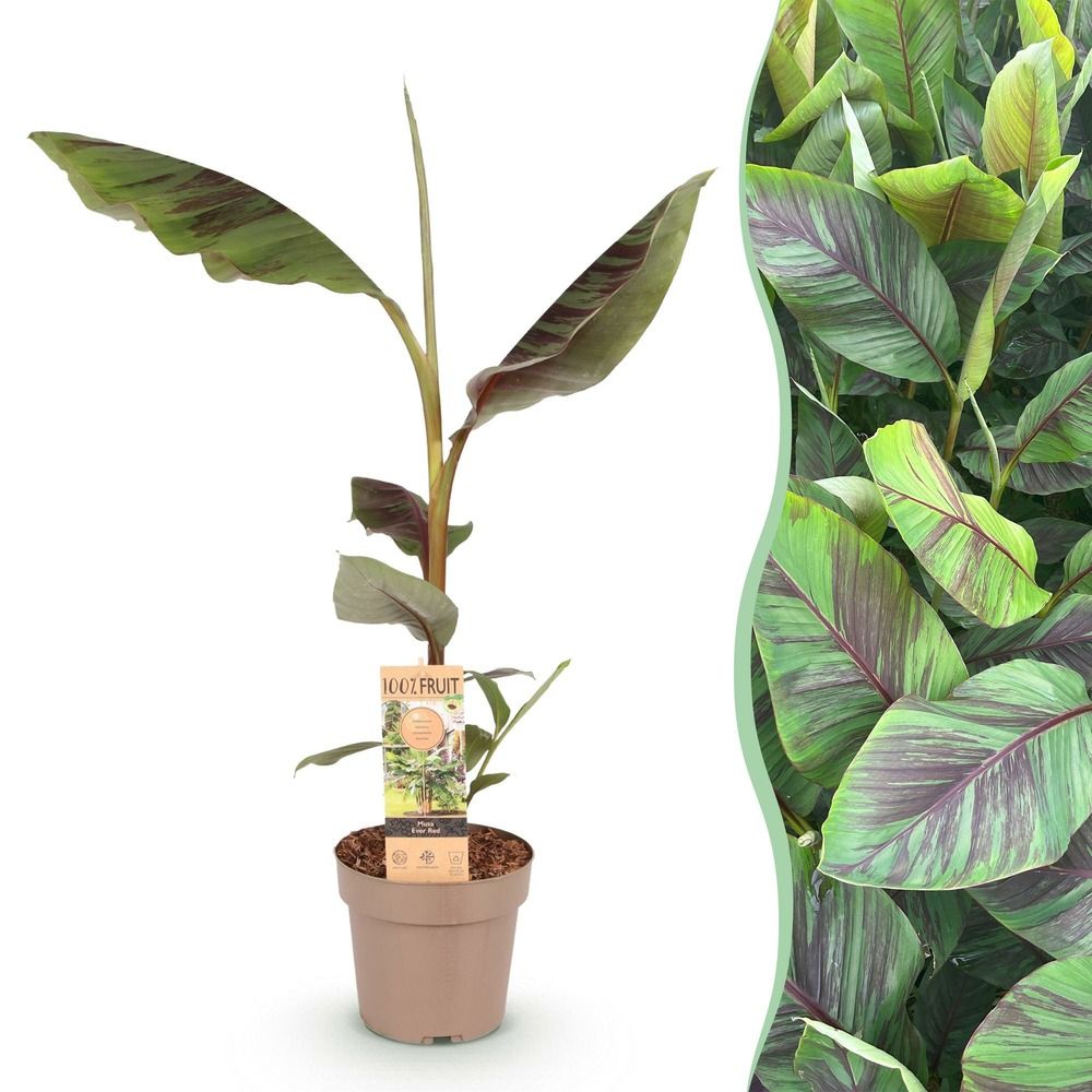 Bananier 'ever red' - pot 21 cm - hauteur 90 cm