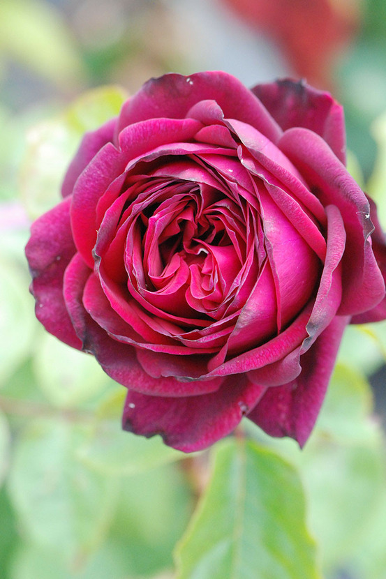 Rosier parfuma 'madame de montespan' ? - en pot de 4 litres