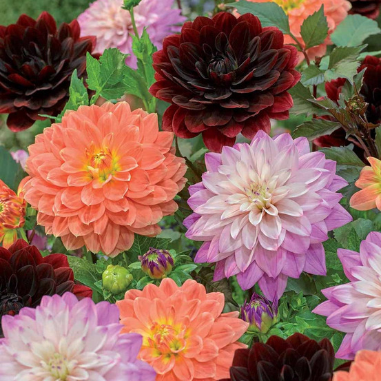 6 dahlias en mélange - le sachet de 6 bulbes, vendu par lot de 2