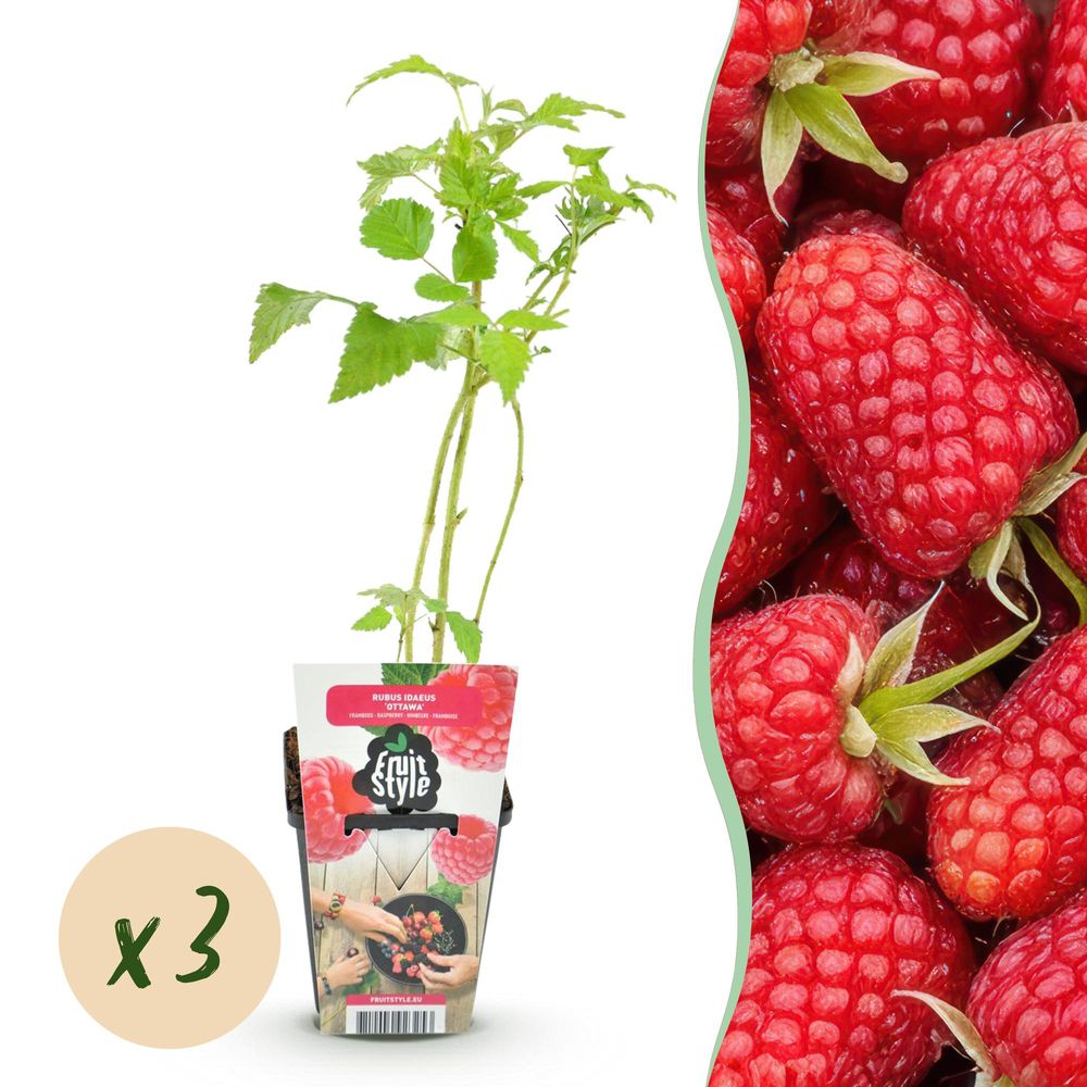 Framboisier 'heritage' - lot de 3 - pot 9 cm - hauteur 35 cm - plante d'extérieur