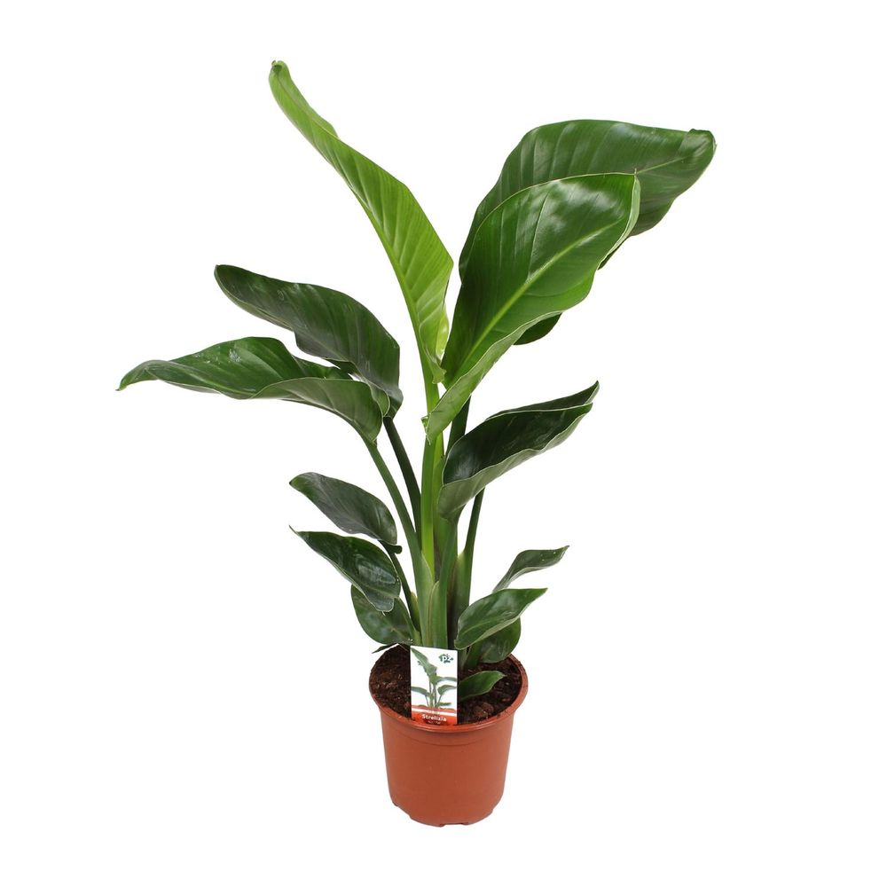 Strelitzia nicolai 17 cm - ø17cm - ↕70cm - plantes d'intérieur