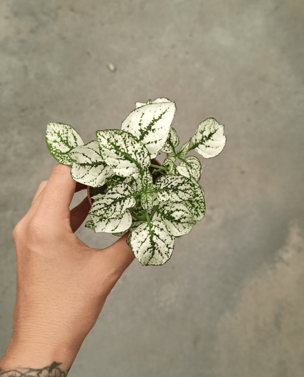 Hypoeste phyllostachya blanc d. 6cm h. 12cm - plante d'intérieur