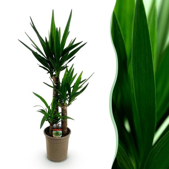 Yucca elephantipes - yucca - pot de 21cm - hauteur 100cm - plantes d'intérieur