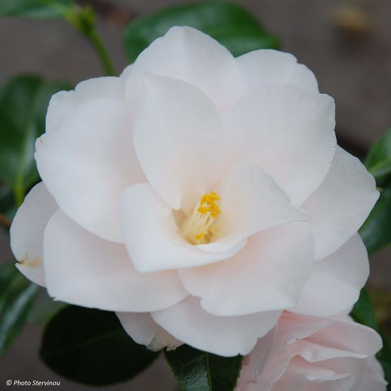 Camélia du japon 'hagoromo' pot de 4l/5l