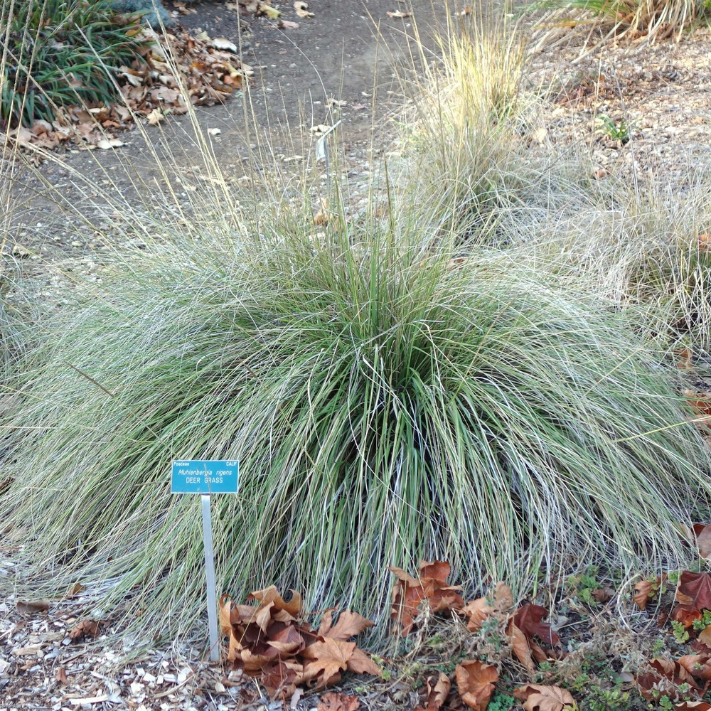 Muhlenbergia rigens godet de 8/9 cm