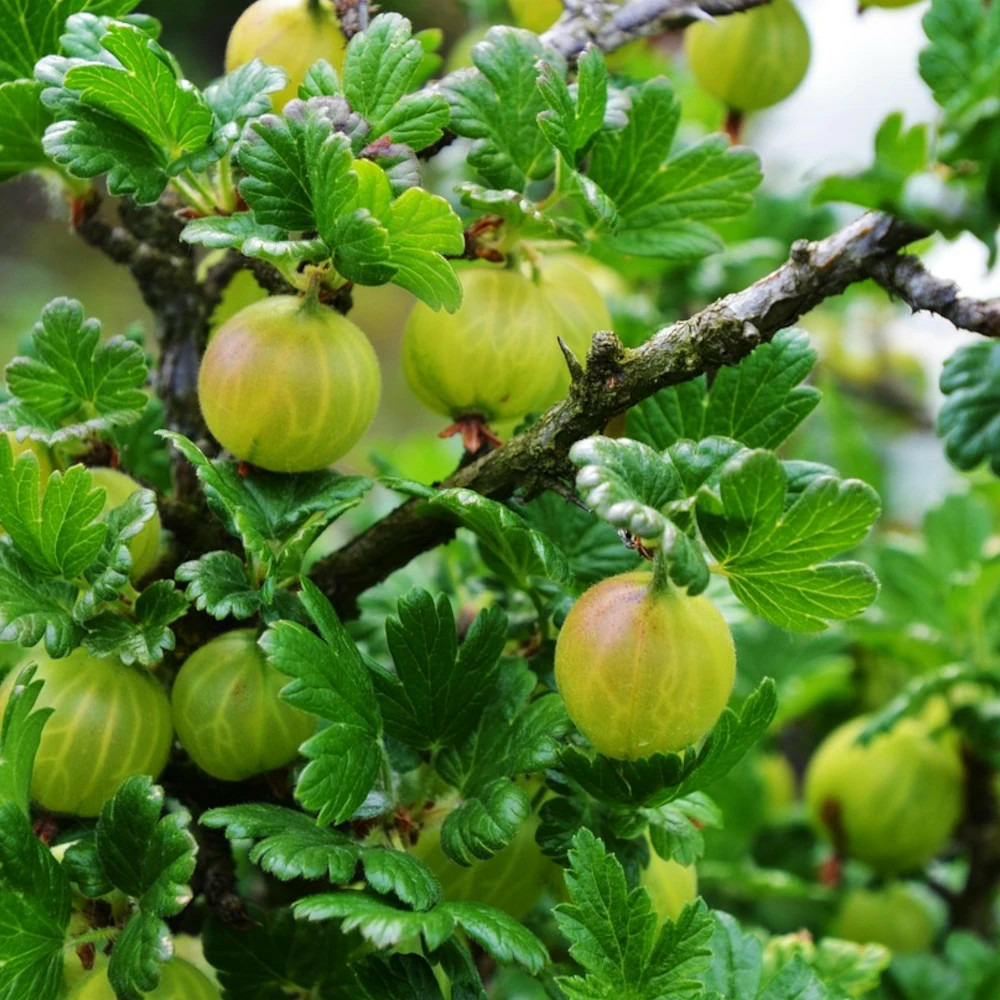 Groseillier à maquereaux tatjana pot de 5l - touffe