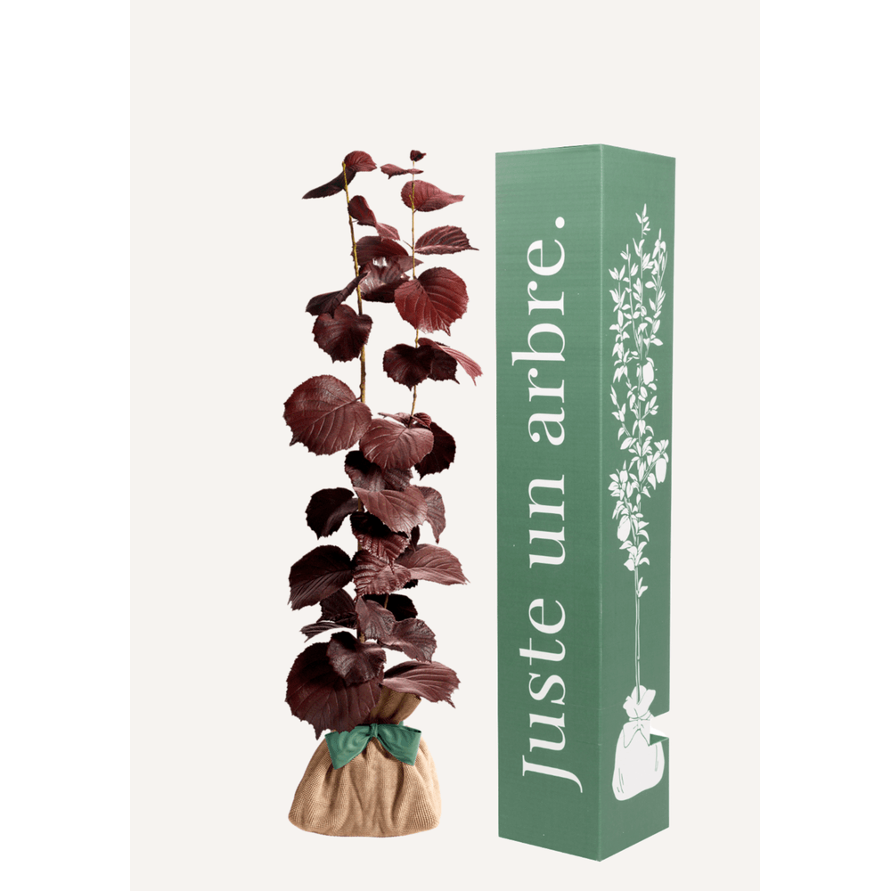 Noisetier pourpre | idée cadeau naissance, mariage, anniversaire - à planter en intérieur ou extérieur.