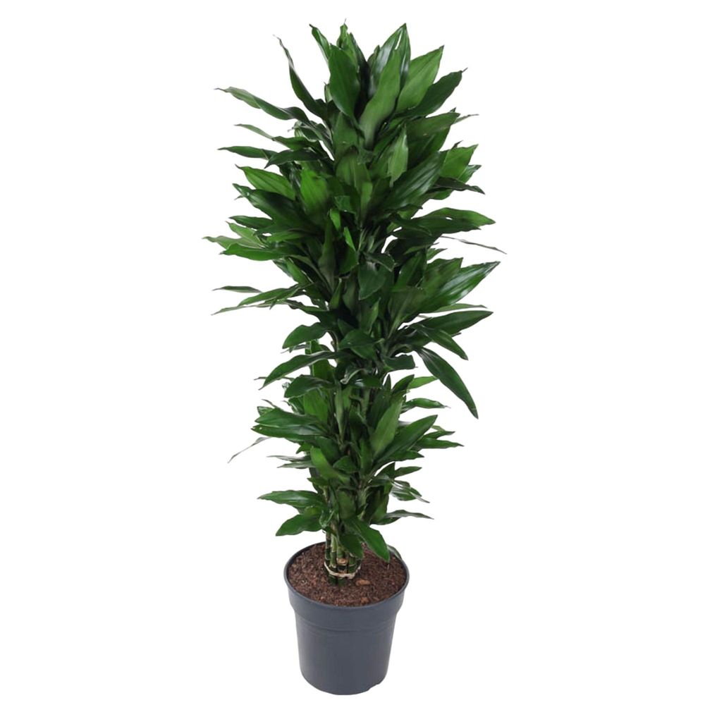 Dracaena janet craig carrousel - plantes d'intérieur
