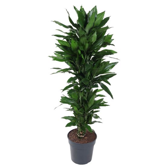 Dracaena janet craig carrousel - plantes d'intérieur
