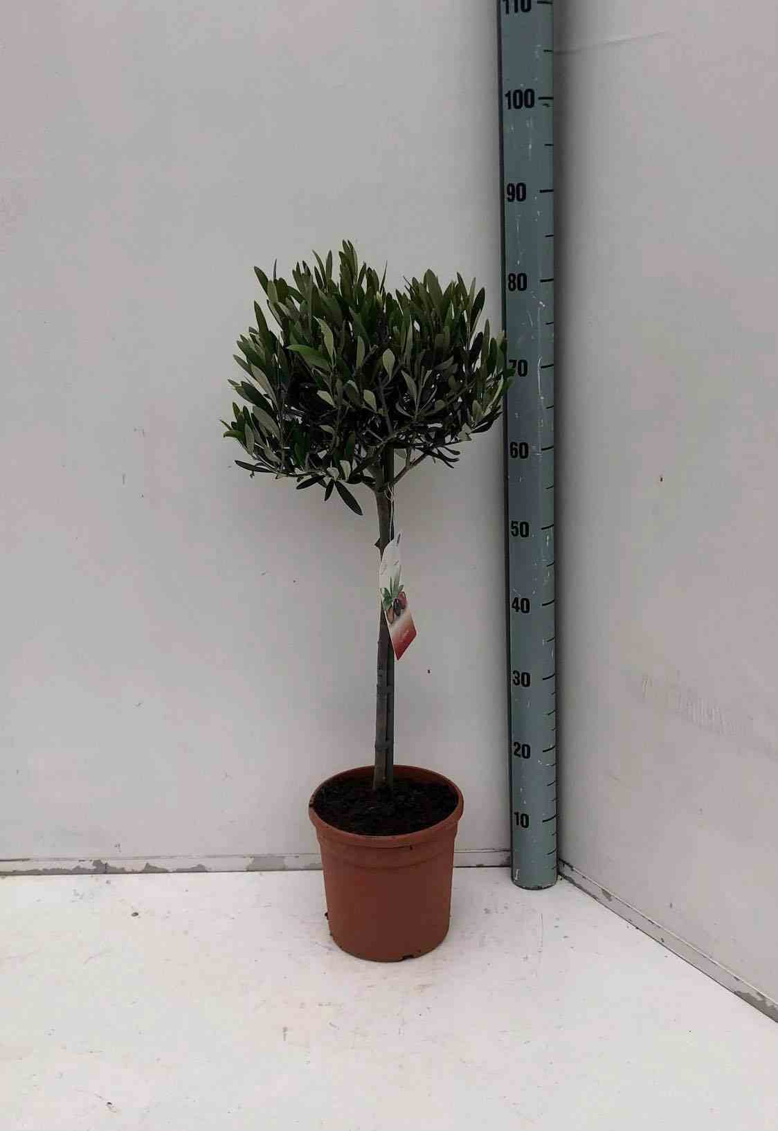 Olea europaea (oliviers)   blanc - taille pot de 3 litres - 80/100 cm
