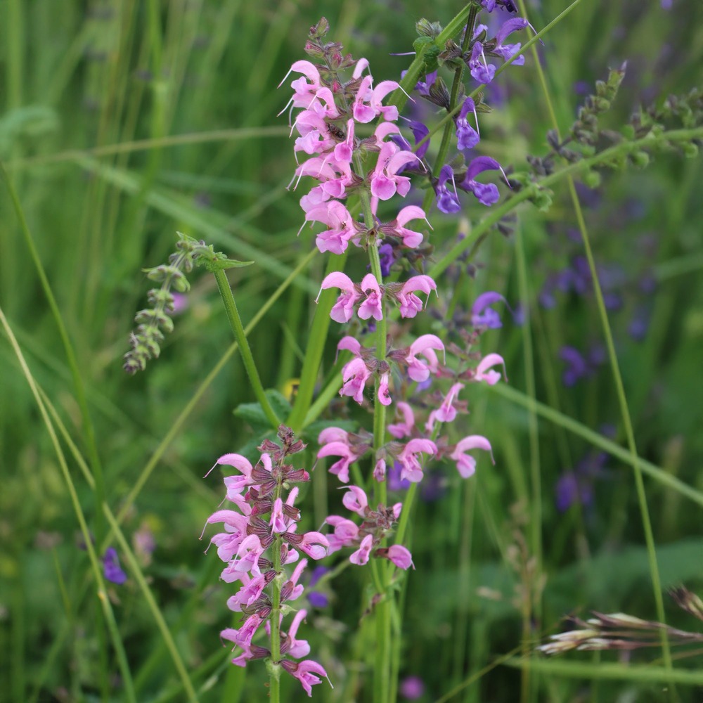 Sauge des prés rose rhapsody - le pot / ø 9cm