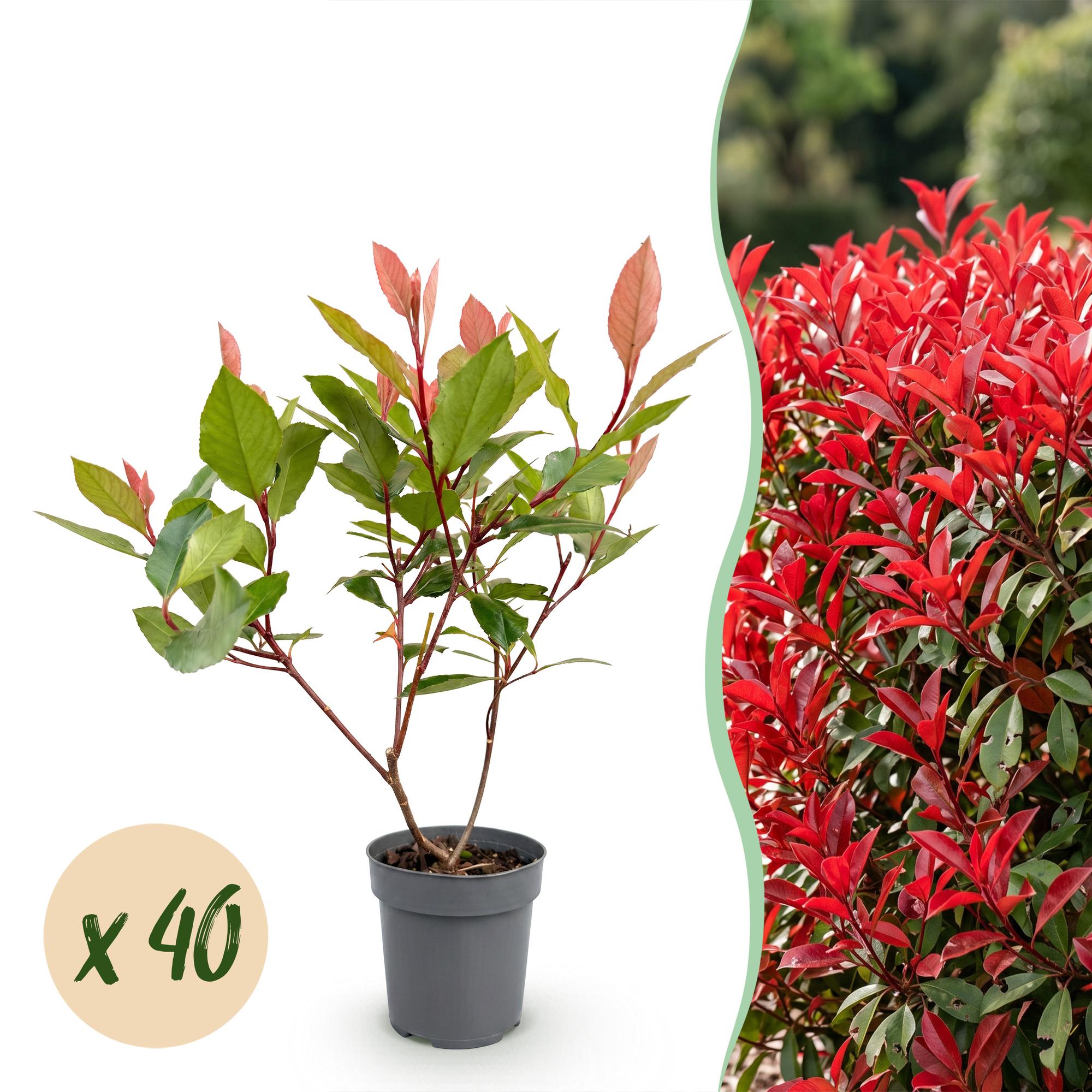 Photinia little red robin - lot de 40 - pot 9 cm - hauteur 25-35 cm