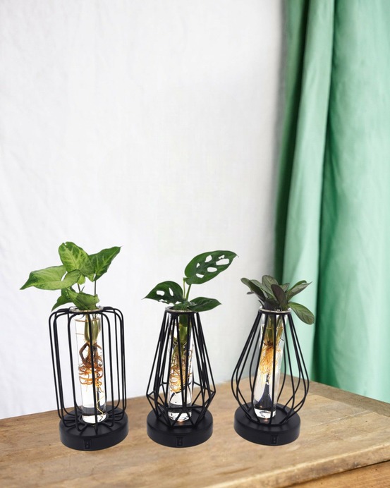 Trio de plantes en hydroculture - lanterne et socle noire avec led