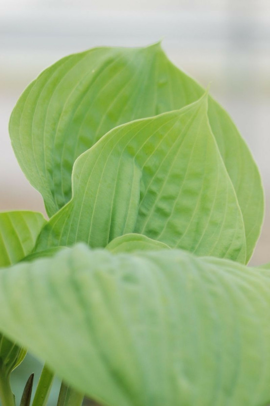Hosta sum and substance' - en pot de 1,3 litres
