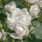 Rosier buisson blanc 'Crème Chantilly®' Meiradena : en motte