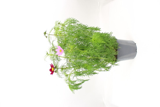 Cosmos pot 2 l