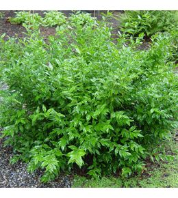 Sarcococca ruscifolia pot de 2l/3l