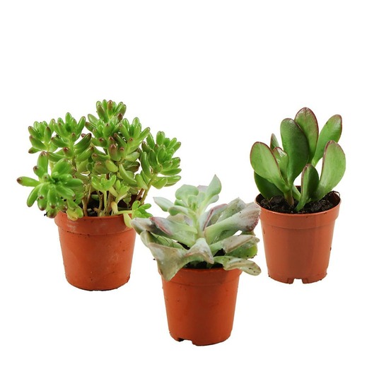 Plantes grasses mix - h5.5 cm - ø5.5 cm