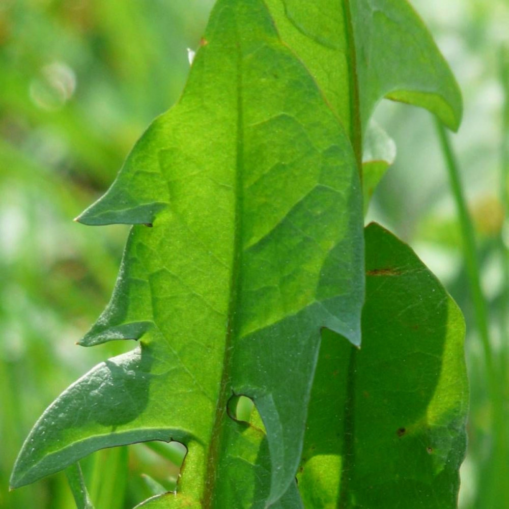 Graines de pissenlit amélioré à cœur plein - vilmorin sachet