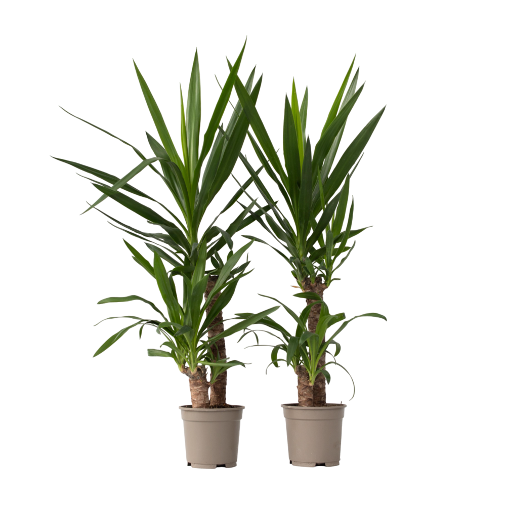 Pied d'éléphant - set de 2 - yucca elephantipes - hauteur 70-80cm - ⌀21cm