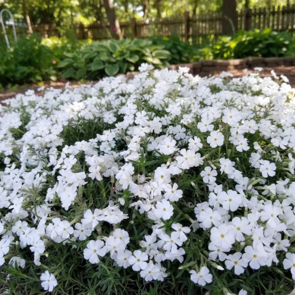 Phlox nain white admiral, phlox mousse lot de 5 godets