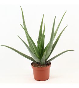 Aloe vera - h70 cm - ø19 cm