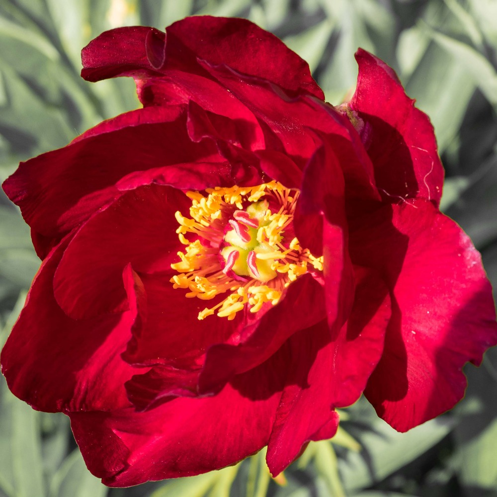 Pivoine 'scarlet heaven' souche 3/5 yeux