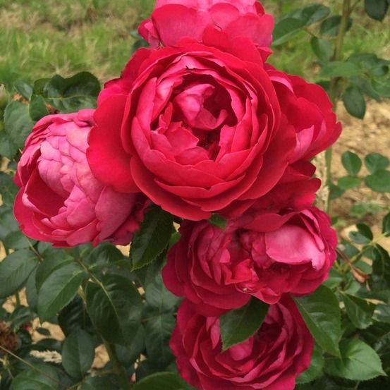 Rosier 'jingle bells' pot de 4l/5l