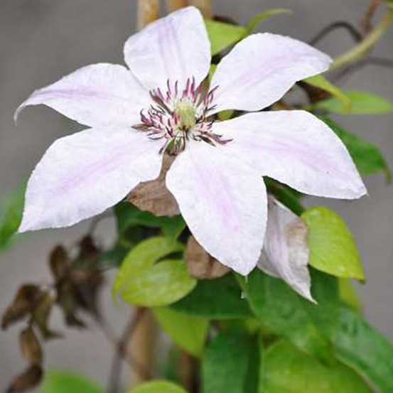 2 x clématite 'nelly moser' - clematis 'nelly moser' - 50-60 cm pot