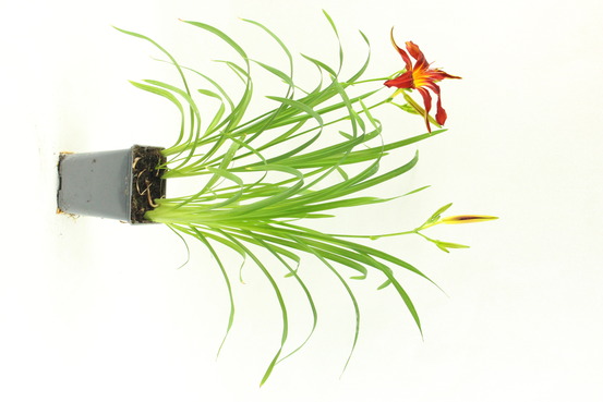 Hemerocalle hybrida pot 1 l