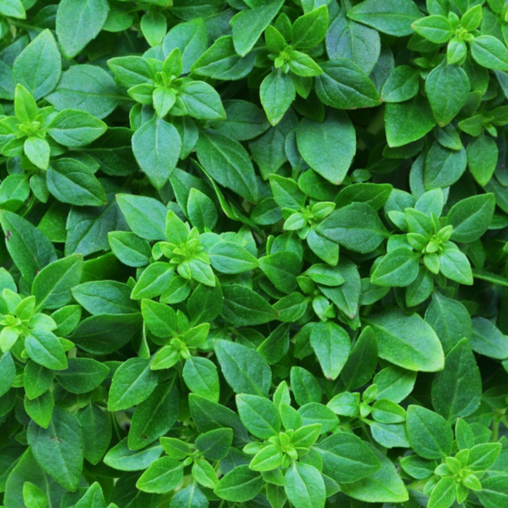 Graines de basilic fin vert compact - vilmorin sachet