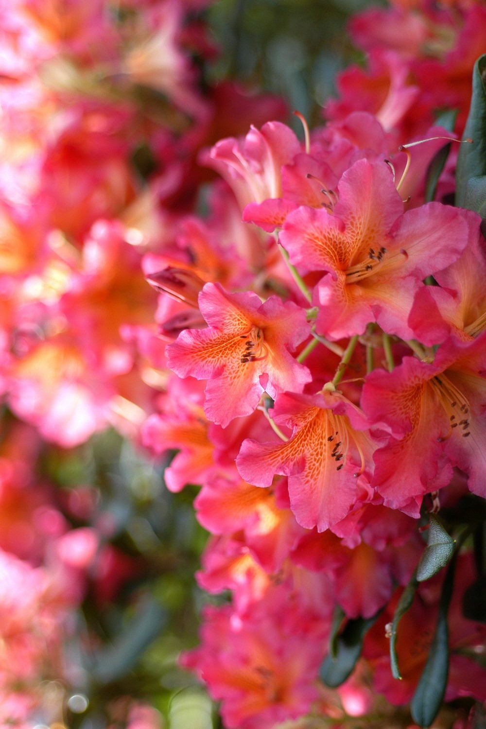 Rhododendron 'scyphocalix' - en pot de 5 litres | Truffaut