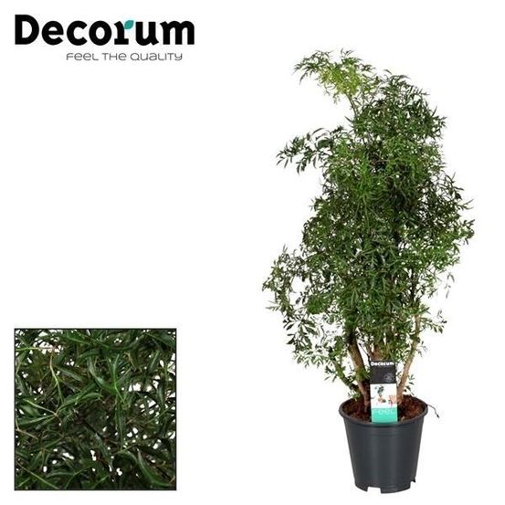 Polyscias hawaiiana ming - ø17cm - ↕65cm - plantes d'intérieur