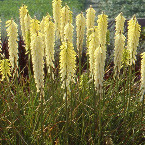 6 x tritoma 'little maid' - kniphofia 'little maid' - godet 9cm x 9cm