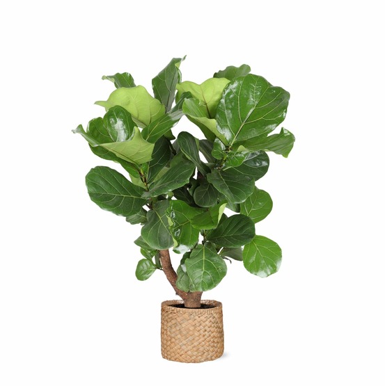 Ficus lyrata et son pot panier naturel - hauteur 130cm
