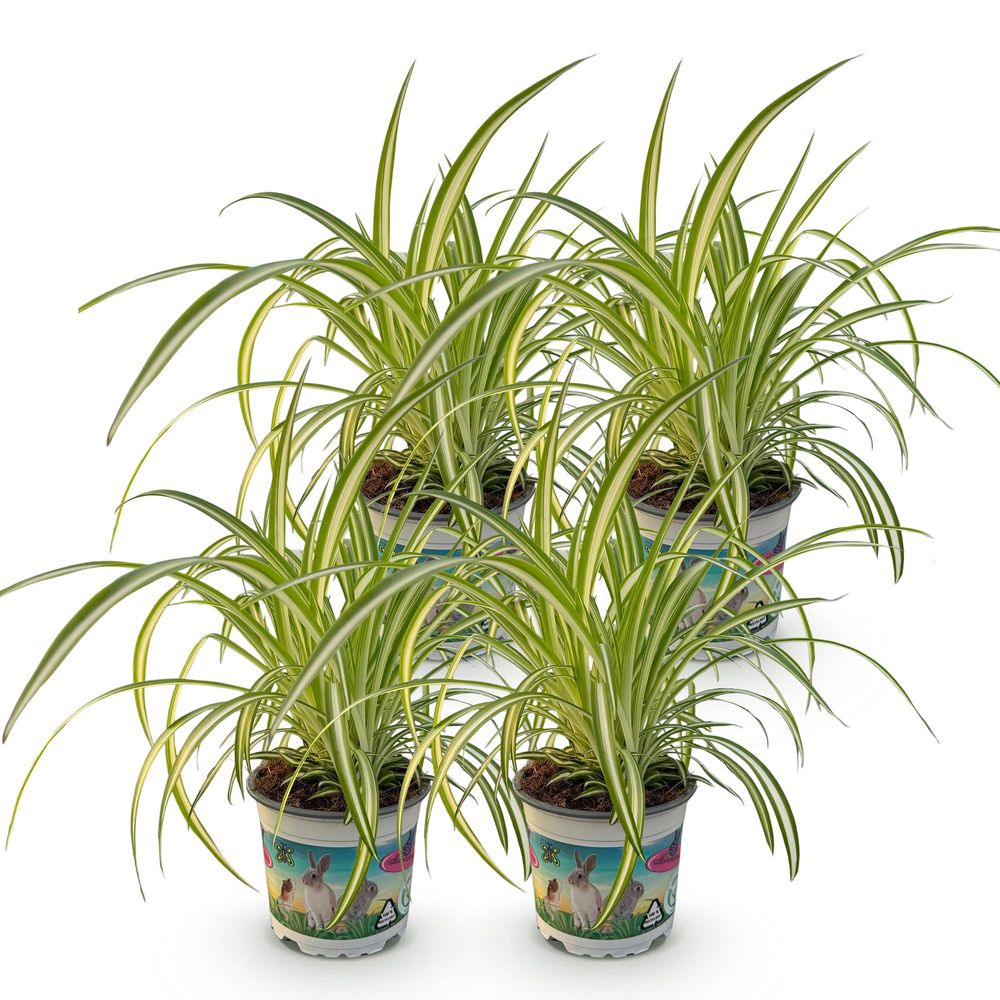 Chlorophytum comosum variegatum - pet-friendly - plante araignée - pot de 12cm - hauteur 20-30cm