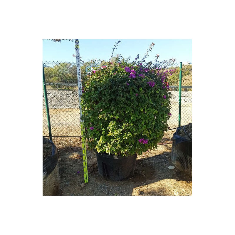 Bougainvillea glabra 'sanderiana' (bougainvillier)   rose - taille pot de 15l - 120/150cm