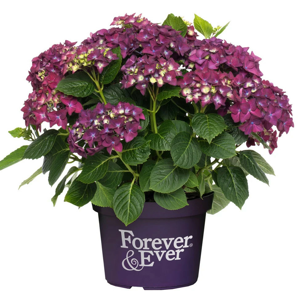 Hortensia forever&ever® purple, hydrangea macrophylla pot de 12l - 50/60 cm