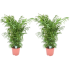 Chamaedorea elegans - set de 2 - palmiers de salon - véritable plante d'intérieur - pot de 20cm - hauteur de 80-90cm