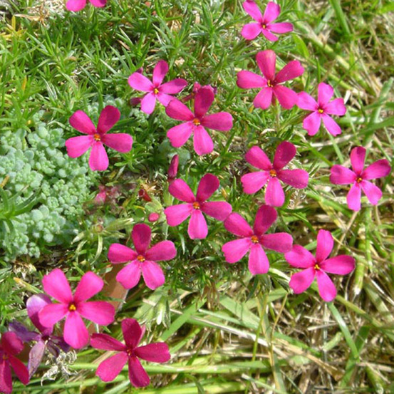 Phlox nain 'ochsenblut' godet de 8/9 cm