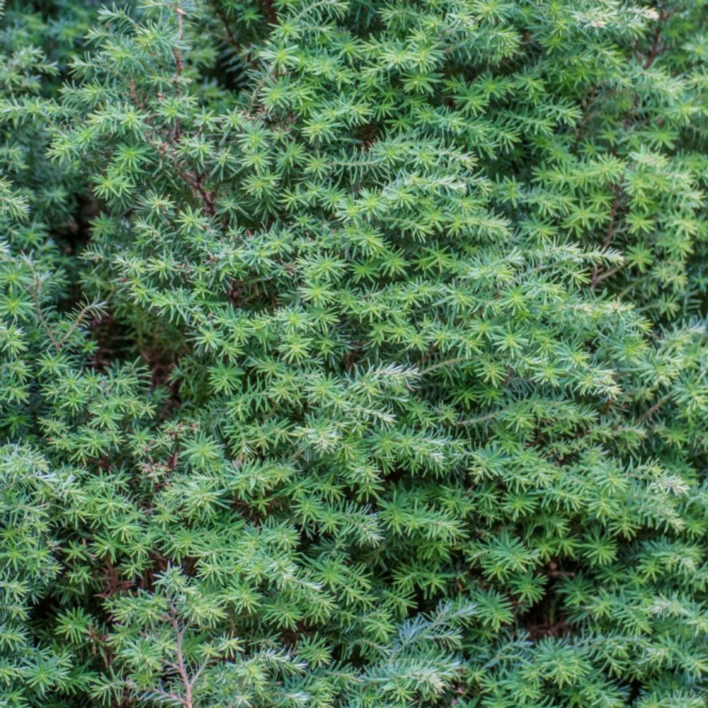 Genévrier commun repanda - juniperus communis repanda 20/30cm pot 2,5l