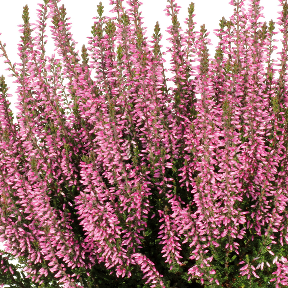 Bruyère d'été - calluna garden girls pink bettina pot de 1l/1,5l