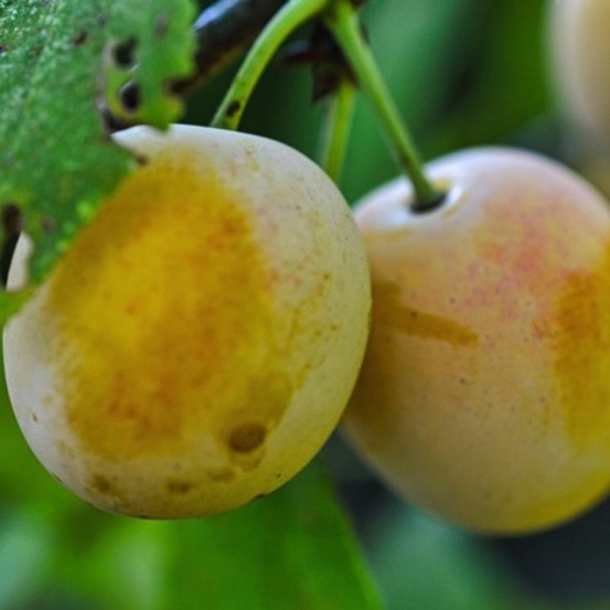 Prunier 'golden japan' (prunus domestica 'golden japan')
