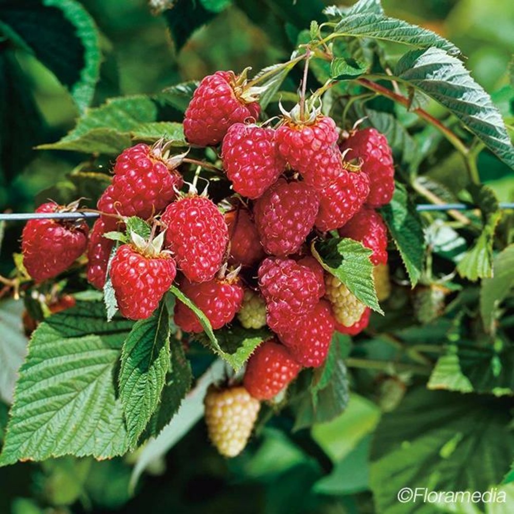 Framboisier 'meeker' - rubus idaeus 3l - 60/90cm