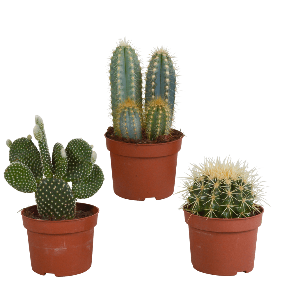 3x mélange de cactus - sans pot - ø10,5cm - ↕23cm - plante d’intérieur