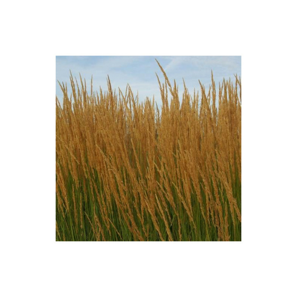 Calamagrostis acutiflora godet - 5/20 cm
