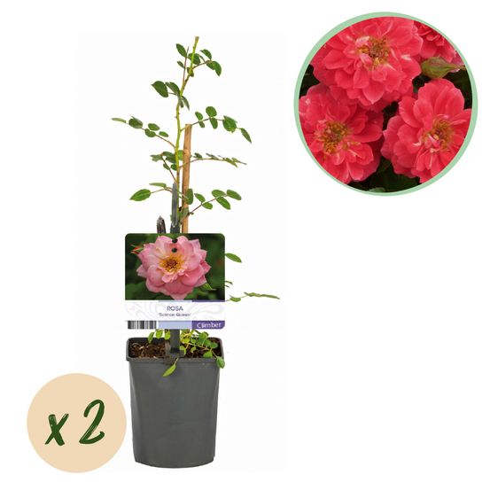Rosier grimpant 'salmon queen' - pot 11 cm - hauteur 40 cm - plante d'extérieur
