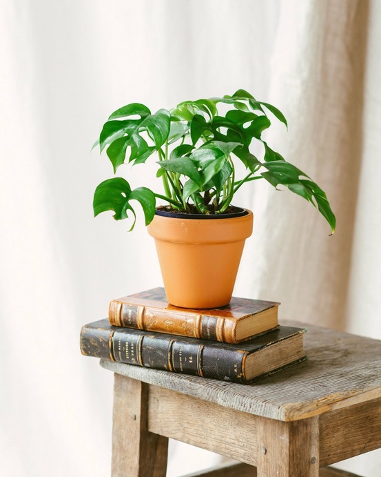 Monstera minima 30cm - plante d'intérieur