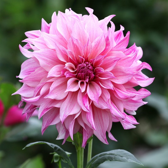 Dahlia géant café au lait rose - le sachet de 1 bulbe